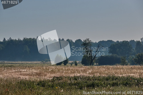 Image of Summertime morning in meadow