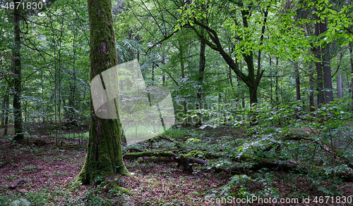 Image of Old deciduous forest in summer