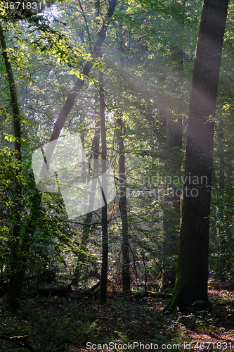 Image of Deciduous stand with hornbeams and oaks