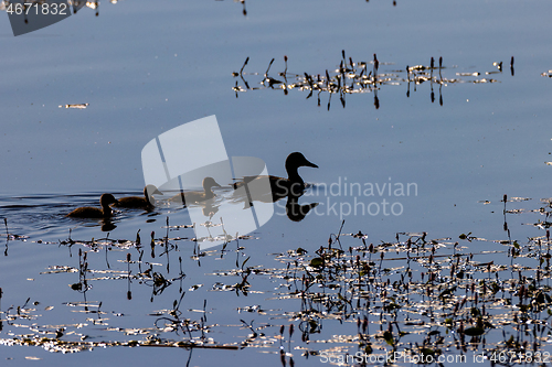 Image of Mallard and nestling swimming