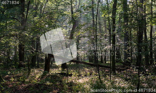 Image of Deciduous stand with hornbeams and oaks