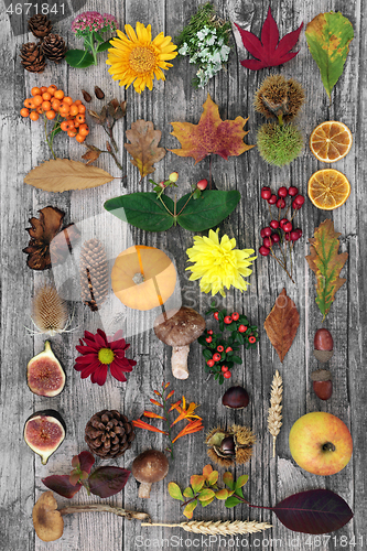 Image of Autumn Nature Study Botanical Composition