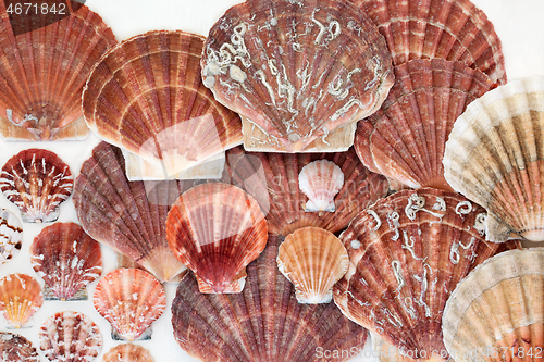 Image of Scallop Shells Abstract Background