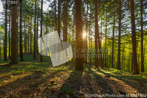 Image of Pine forest with sun rays in spring