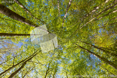 Image of Green beech trees top in forest