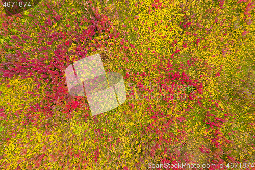 Image of top view on red and yellow grass background