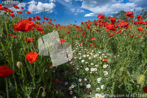 Image of Field of poppy flowers and daisies