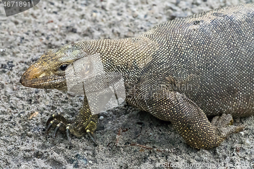 Image of varan reptile