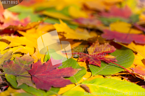 Image of autumn colorful leaves background