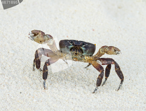 Image of Crab with raised claws ready to attack