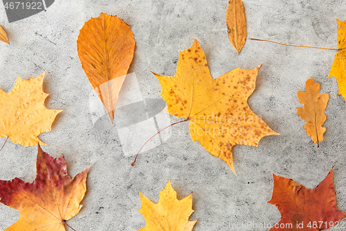 Image of dry fallen autumn leaves on gray stone background