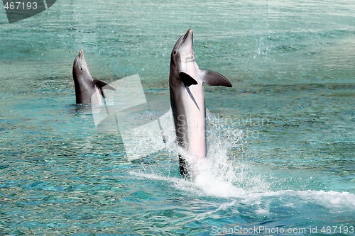 Image of Two dolphins