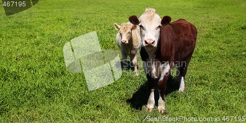 Image of Cows on green grass