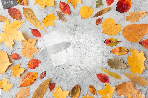 Image of round frame of different dry fallen autumn leaves