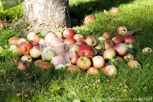 Image of Apple on grass