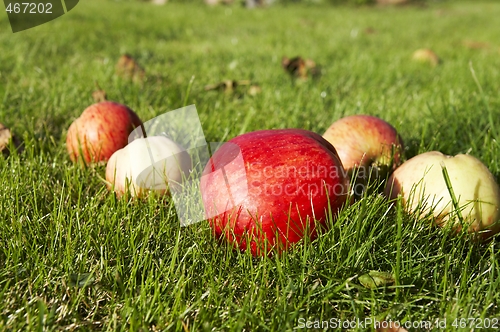 Image of Apple on grass