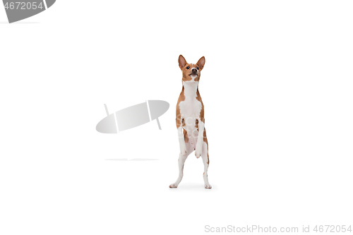 Image of Studio shot of Basenji dog isolated on white studio background