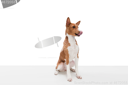 Image of Studio shot of Basenji dog isolated on white studio background