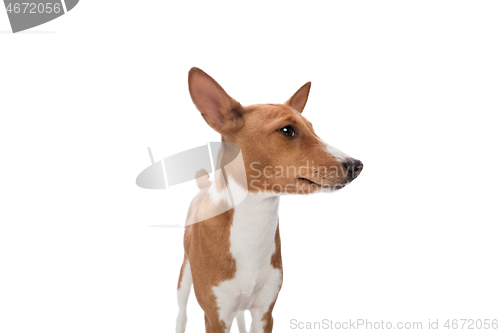 Image of Studio shot of Basenji dog isolated on white studio background