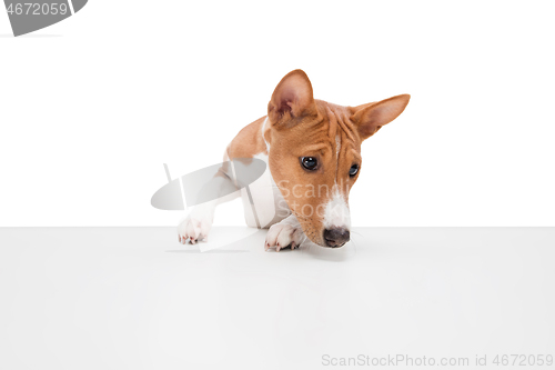 Image of Studio shot of Basenji dog isolated on white studio background