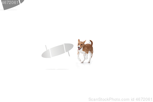 Image of Studio shot of Basenji dog isolated on white studio background