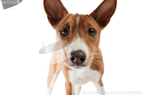 Image of Studio shot of Basenji dog isolated on white studio background