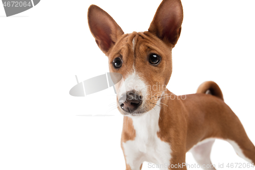 Image of Studio shot of Basenji dog isolated on white studio background