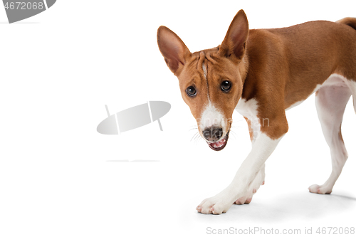 Image of Studio shot of Basenji dog isolated on white studio background