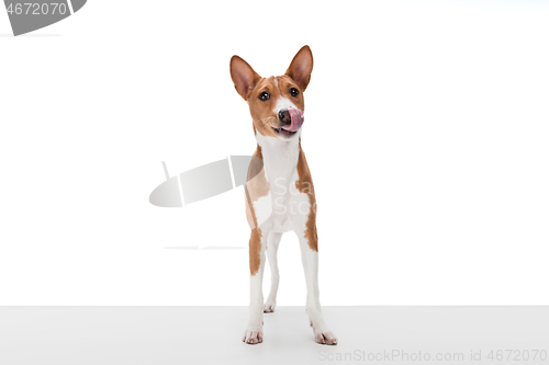 Image of Studio shot of Basenji dog isolated on white studio background