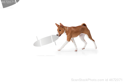 Image of Studio shot of Basenji dog isolated on white studio background