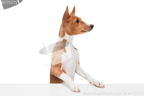 Image of Studio shot of Basenji dog isolated on white studio background