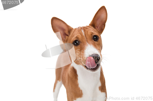 Image of Studio shot of Basenji dog isolated on white studio background