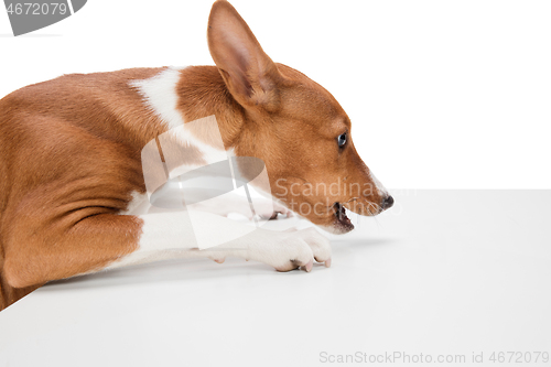 Image of Studio shot of Basenji dog isolated on white studio background