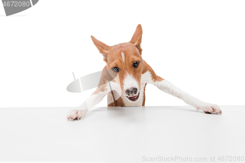 Image of Studio shot of Basenji dog isolated on white studio background