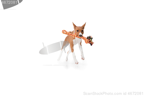 Image of Studio shot of Basenji dog isolated on white studio background