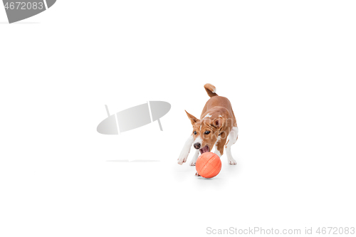 Image of Studio shot of Basenji dog isolated on white studio background