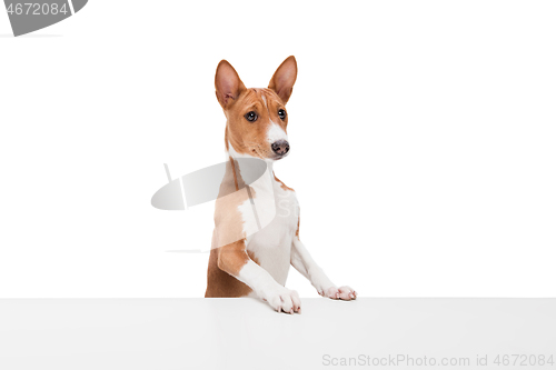 Image of Studio shot of Basenji dog isolated on white studio background