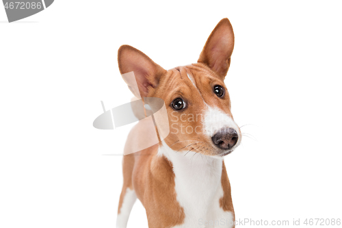 Image of Studio shot of Basenji dog isolated on white studio background