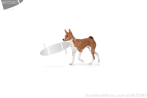 Image of Studio shot of Basenji dog isolated on white studio background