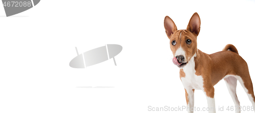 Image of Studio shot of Basenji dog isolated on white studio background