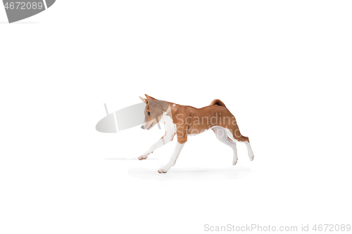 Image of Studio shot of Basenji dog isolated on white studio background