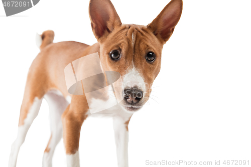 Image of Studio shot of Basenji dog isolated on white studio background