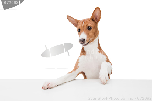 Image of Studio shot of Basenji dog isolated on white studio background