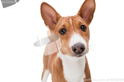 Image of Studio shot of Basenji dog isolated on white studio background