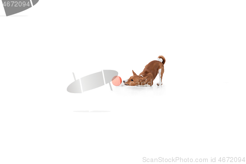 Image of Studio shot of Basenji dog isolated on white studio background