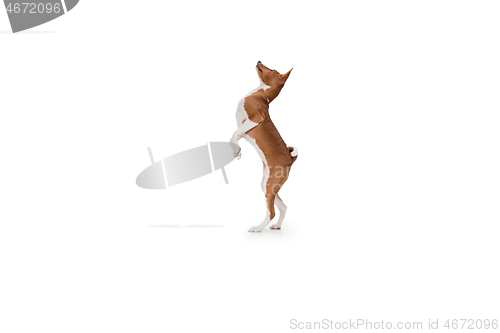 Image of Studio shot of Basenji dog isolated on white studio background