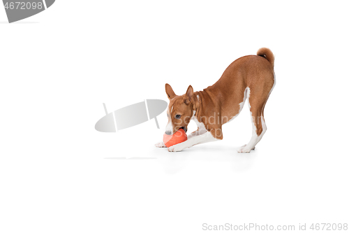 Image of Studio shot of Basenji dog isolated on white studio background