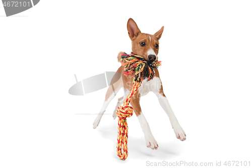 Image of Studio shot of Basenji dog isolated on white studio background