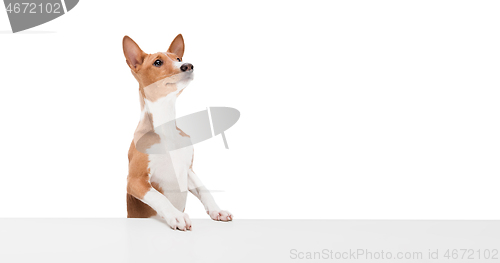 Image of Studio shot of Basenji dog isolated on white studio background