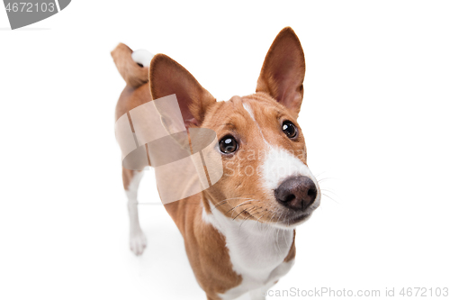 Image of Studio shot of Basenji dog isolated on white studio background